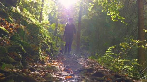 Niedereschach: Spaziergängerin und Seniorenhund erkunden im Herbst den Wald. — Stockvideo