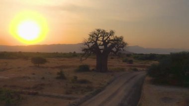 Güneşli bir akşamda, yapayalnız bir baobab ağacının etrafında uçuyorum..