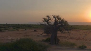 AERAİL Günbatımı Serengeti 'nin pitoresk kalbinde egzotik bir Baobab' ı aydınlatıyor.