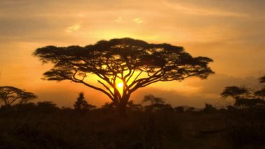 SILHOUETTE: Resimli Serengeti 'nin kalbinde bir akasya ağacının manzarası.
