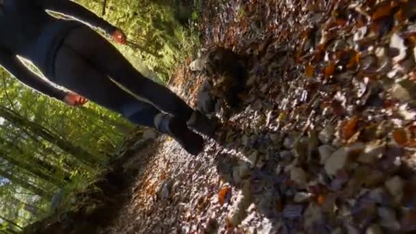 GIMBALL ROLL: túrázó lány és idősebb kutya felfedezni erdők változó színek ősszel. — Stock videók