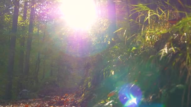 LENS FLARE: Gouden herfstzonnestralen schijnen op lege bospaden in Kranjska Gora. — Stockvideo
