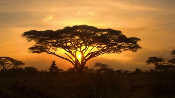 SILHOUETTE: Vista panorámica de una acacia en el corazón del pintoresco Serengeti. — Vídeo de stock