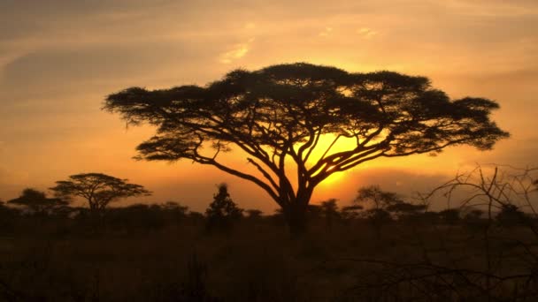 SILHOUETTE: Los rayos de sol de la tarde de verano brillan en las acacias esparcidas por el desierto — Vídeo de stock