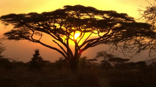 SILHOUETTE: Hermosa puesta de sol dorada ilumina suavemente una acacia solitaria. — Vídeos de Stock