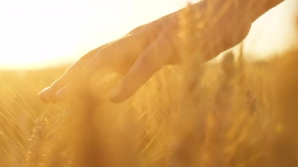 閉じる:ケアフリー女性は小麦の黄金の光のフィールドを介して彼女の手を実行します. — ストック動画