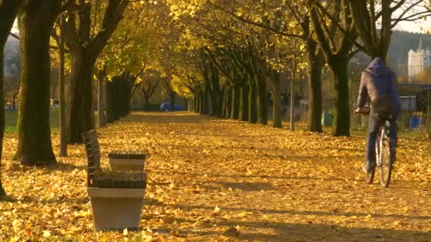 Unrecognizable man rides his bike down the avenue full of colorful fallen leaves — Stock Video