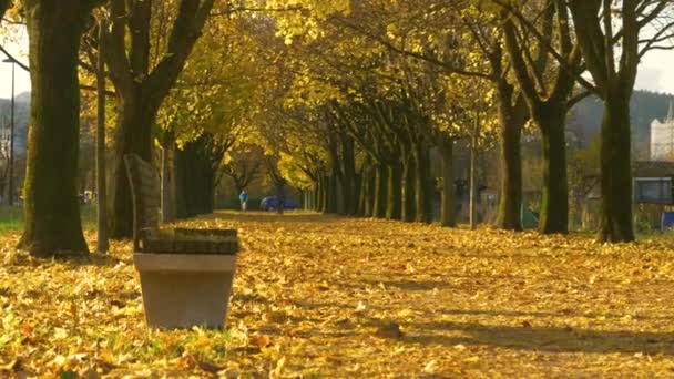 길 옆: 알아볼 수없는 자전거를 타고 형형색색의 가을 길을 따라 달리는 사람들. — 비디오