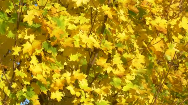 CERRAR: Imagen detallada de un hermoso dosel de árbol de hoja caduca cambiando de color. — Vídeo de stock