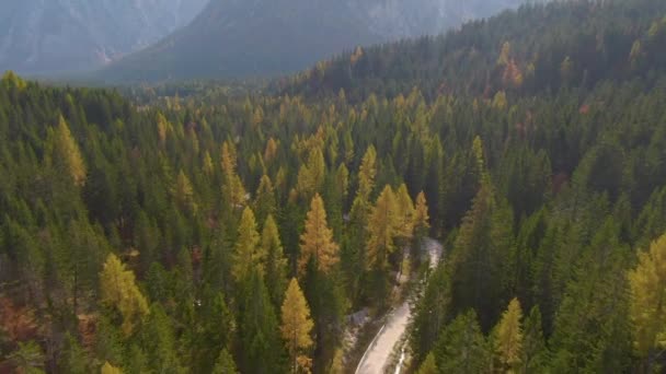 DRONE: Scénický pohled na prázdnou štěrkovou cestu vedoucí modřínovým lesem. — Stock video