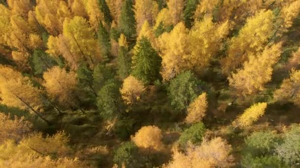 TOP DOWN: Létání nad barevnými lesy pokrývajícími údolí pod Dolomity — Stock video