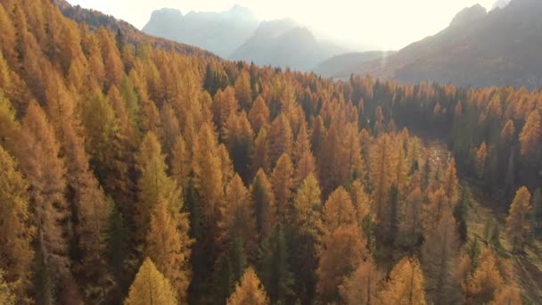 AÉRIAL : Les rayons dorés du soleil d'automne illuminent les Dolomites colorées en octobre. — Video