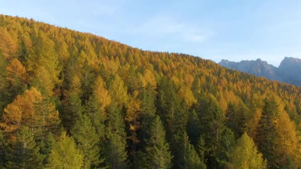 DRONE:秋にイタリアの田舎の森を飛び越えて色を変える. — ストック動画