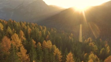 Dolomitlerdeki tepeleri kaplayan ormanda altın akşam güneşleri parlıyor..