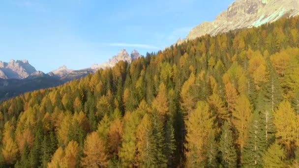 AERIAL: Flying over a larch forest covering the landscape under Dolomites — 图库视频影像