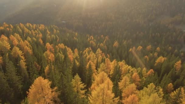 DRONE: Volando sobre los coloridos bosques en los Alpes italianos en la soleada noche de otoño. — Vídeo de stock