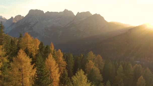 AEREO: Cime rocciose delle Dolomiti svettano su una foresta di larici al tramonto. — Video Stock