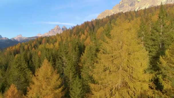 DRONE Scenic view of larches turning leaves at the height of autumn in Dolomites — Stock Video