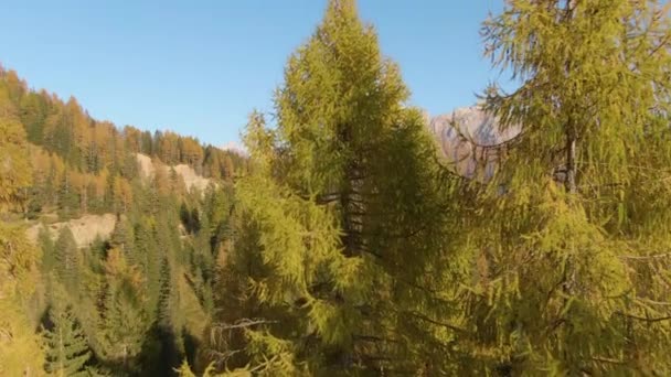 AERIAL: Skalnatý hřeben se tyčí nad podzimním barevným lesem pokrývajícím krajinu — Stock video