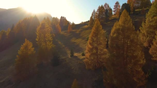 AERIAL: Vliegen over lege open plekken in lariksbossen op een zonnige herfstavond. — Stockvideo