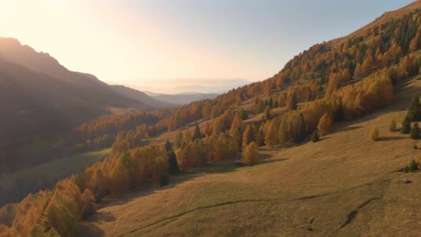 DRONE: Nádherný záběr pastvin a podzimních barevných pralesů v Dolomitech při západu slunce — Stock video