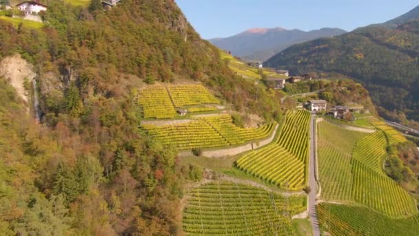 AERIAL: Létání podél podzimního barevného kopce v Jižním Tyrolsku známý pro své chutné víno — Stock video