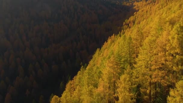 AERIAL: Schaduw wordt over de kleurrijke lariksluifels geworpen die een weelderige vallei bedekken. — Stockvideo