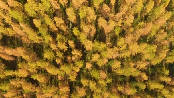 TOP DOWN: Vliegen over de levendige bossen die de vallei onder Dolomieten bedekken — Stockvideo