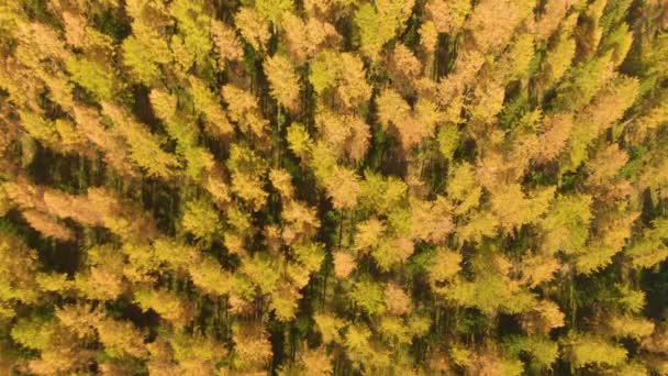 AERIAL: Filmový záběr podzimních barevných vrcholků stromů pokrývajících venkovskou rozlohu. — Stock video