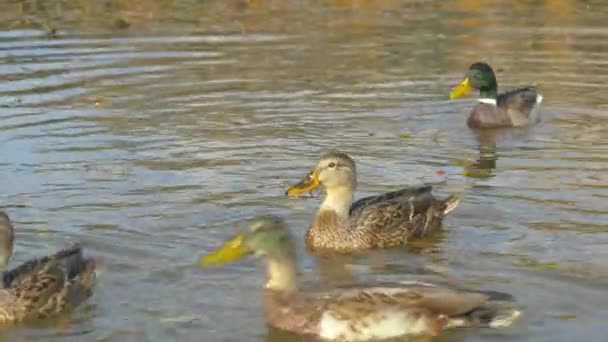 Ismeretlen turisták etetik a Lago d 'Antorno körül úszkáló kacsákat.. — Stock videók