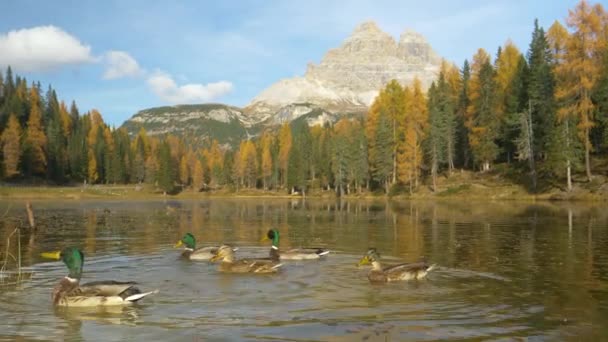 Roztomilé kachny plavou kolem Lago D 'Antorna za slunečného podzimního odpoledne. — Stock video