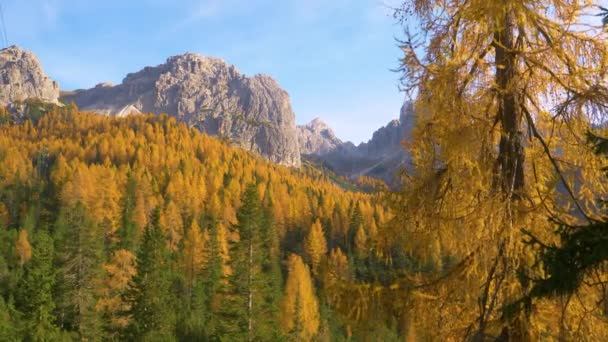 DRONE: Colpo volante di vivida valle coperta da boschi sotto la catena montuosa delle Tre Cime — Video Stock