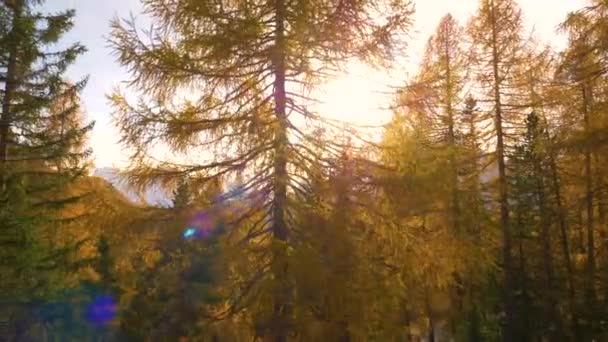 Teplé sluneční paprsky osvětlují larvy, které obracejí listí v Dolomitách. — Stock video