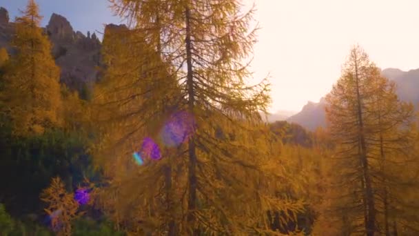 AERIAL: Picturesque shot of golden sunbeams illuminating larches under Dolomites — Stock Video