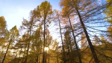 LENS FLARE Altın güneş ışınları karaçam ağaçlarının gölgelerinde parlıyor renk değiştiriyor