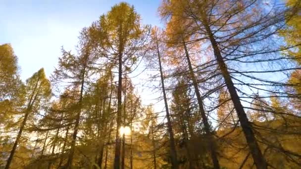 LENS FLARE Złote promienie słońca przebijają się przez modrzewiowe korony drzew zmieniając kolory — Wideo stockowe