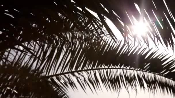 Die Sonne scheint durch das Palmblatt, Palmenzweig — Stockvideo