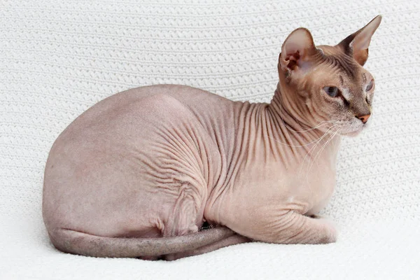 Sphinx-Katze spielt. Haarloses Tier tobt — Stockfoto