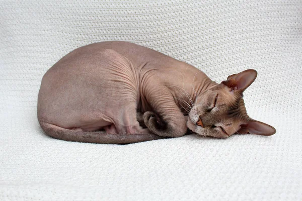 Sphynx cat is sleeping. Hairless animal fell asleep on a knitted — Stock Photo, Image