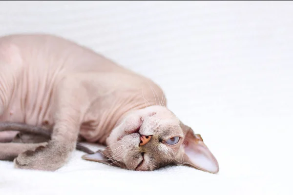 Sphinx-Katze spielt. Haarloses Tier tobt — Stockfoto