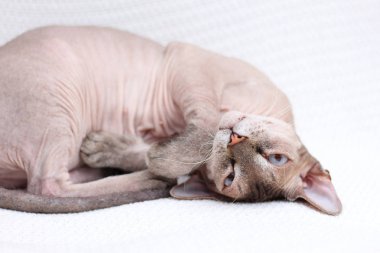 Sphynx kedisi oynuyor. Tüysüz hayvan frolic