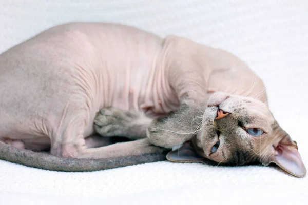 Sphynx cat is playing. Hairless animal frolic — Stock Photo, Image