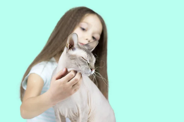 Beautiful brunette girl with a cat. The concept of tenderness an — Stock Photo, Image