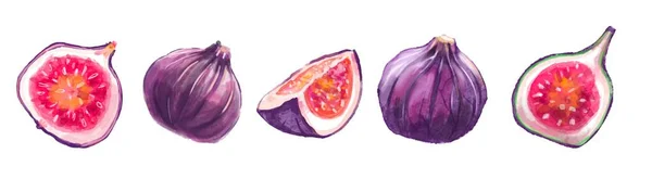Akvarell Minták Fügével Fig Lila Gyümölcsök Fehér Háttérrel Zökkenőmentes Gyümölcsminta — Stock Fotó