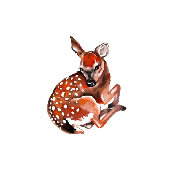 小さな赤ちゃんの鹿の絵が横になった 白い背景に隔離されています 紅水彩画 — ストック写真