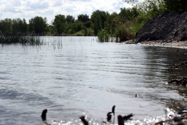 Sazlık orman ve pürüzler ile Lakeside