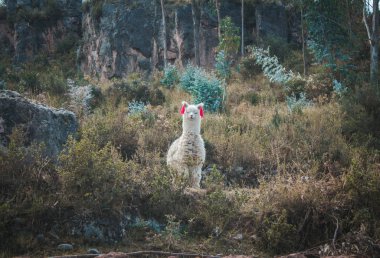 dağlarda otlatma lama ve kameraya bakar