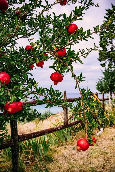 Red Ripe Pomegranates Tree Garden Summer Greece — Stock Photo, Image