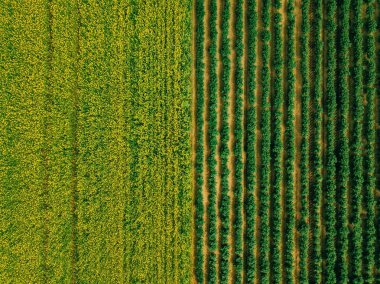 Havadan görünümü satır patates ve kolza tohumu alan. Sarı ve yeşil tarım alanlarında Finlandiya. Uçak fotoğraf