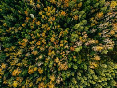 Sonbahar Orman hava görünümünü. Kırmızı, sarı ve yeşil ağaçlar, yatay düşmek. Uçak fotoğraf